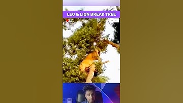 Boomtakken gebroken door gevecht tussen luipaard en leeuw | Epische momenten met wilde dieren