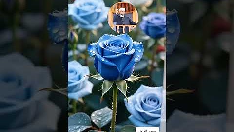 عالم الهدوء والراحة النفسية مع القارىء أحمد الشافعي بن إبراهيم سورة المائدة ص١٢٤