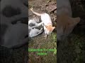 Billu Badmash making fun