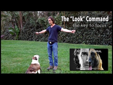 teach-your-dog-to-look-at-you---with-stella---#13-robert-cabral-dog-training