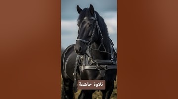 تلاوة خاشعة ومؤثرة جدًا سورة العاديات القارئ ماهر المعيقلي #القران_الكريم