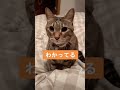 もみじ