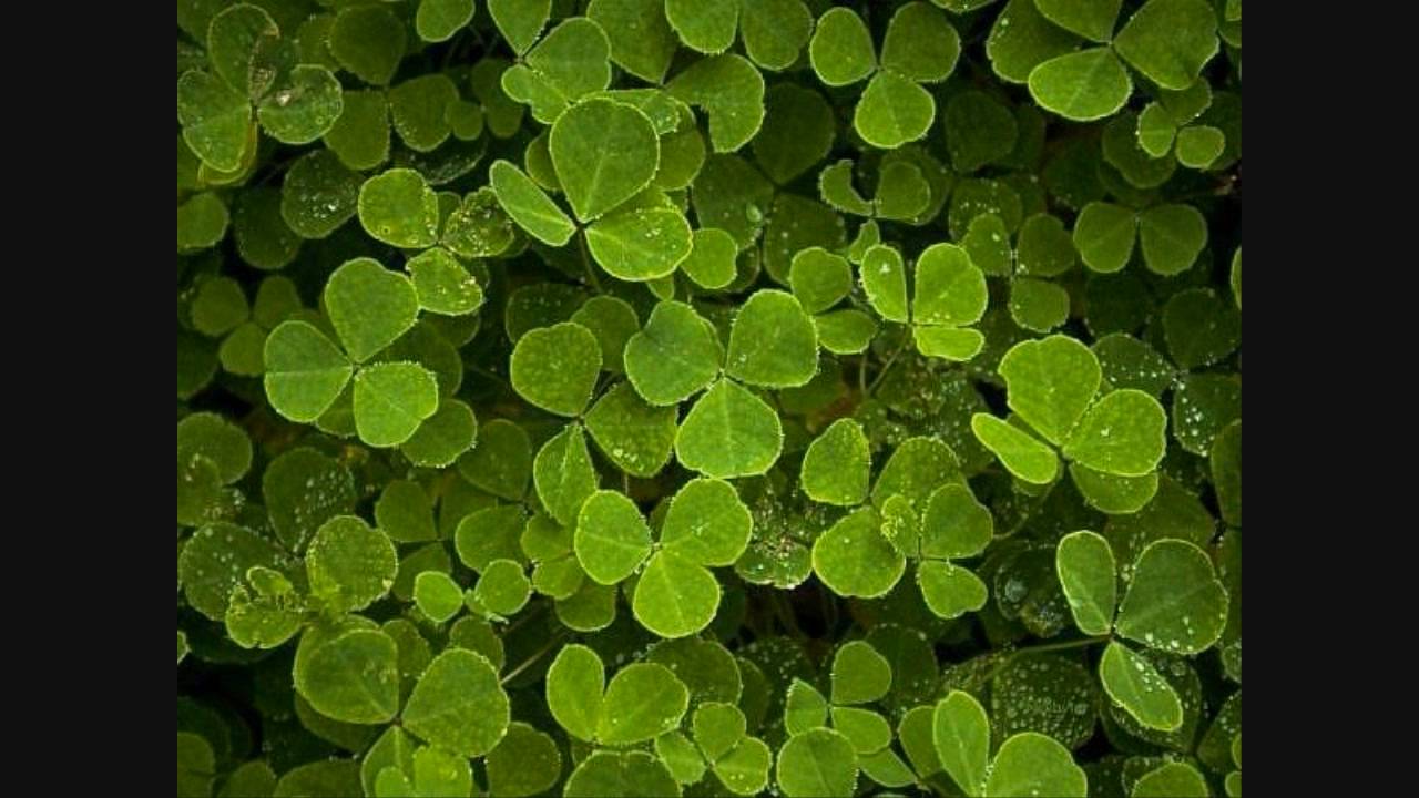 Clovers - find the Four leaf Clover - YouTube