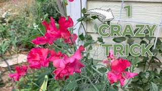 Why Grow Sweet Peas in the Cold?