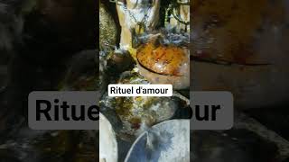 contacter moi #amour #retourdaffection #reconciliation #affectif #ritueldamour #affection #duo