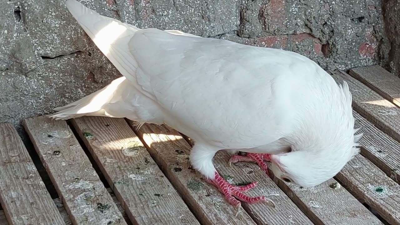 حصريا علاج الروشه والتواء الرقبه عند الحمام من طبيب الحمام | دكتور حمام