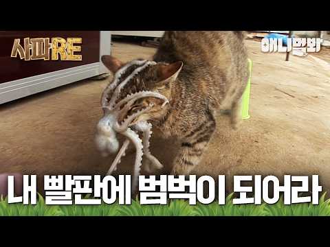 [#사파RE] 낙지 훔치다가 스파이더묘 될 뻔한 썰 푼다😼 #TV동물농장 #AnimalFarm #애니멀봐
