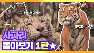 [TV 동물농장 레전드] 사파리 ‘맹수들의 생존법’ 1탄★ I TV동물농장 (Animal Farm) | SBS Story
