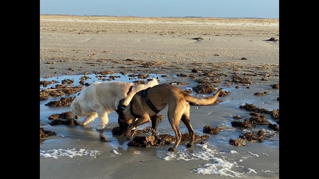 Blustery Afternoon Walk down at the Lakolk Beach...