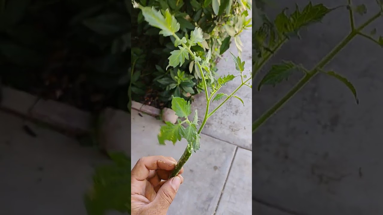 Organic Cloning Method 