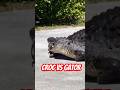 Rare Croc vs Gator Showdown in Florida | Everglades Wild Encounter