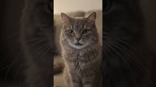 📱 Cat Answers The Phone And Tells Her To Go Away