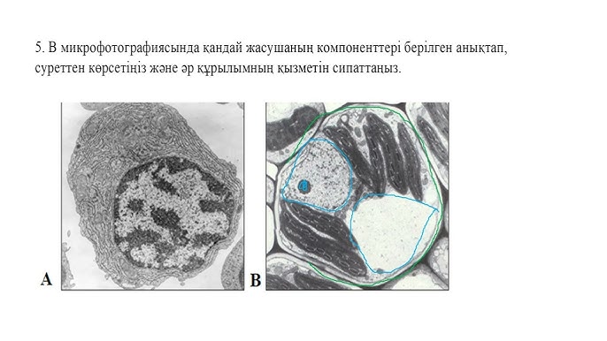 Көптеген сперматозоидтармен жыныстық қатынастың фотосы