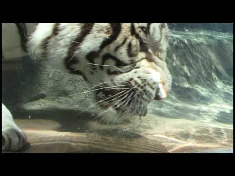 Amazing Rare Underwater Bengal White Tiger Video for info on footage only Jrnyfilms@comcast.net