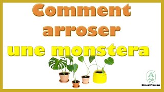 Comment Arroser Une Monstera