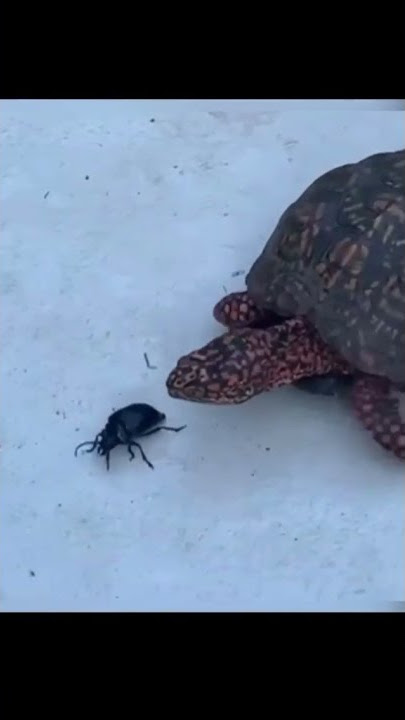 Turtle VS beetle #shorts