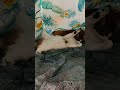 Cat Under The Blanket