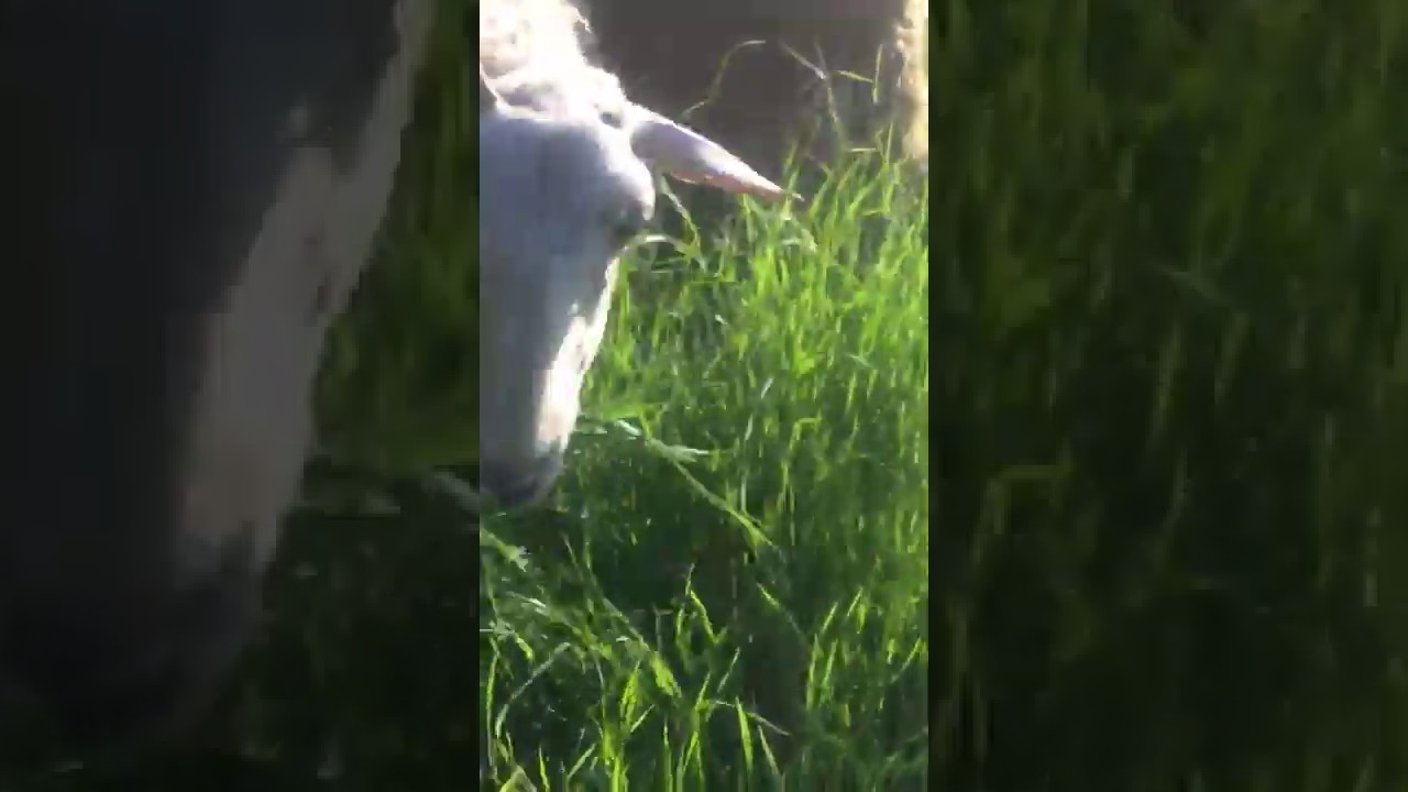 Ot tipi TEFF GRASS Otlatma - Sizden Gelenler - Torunoğlu Tohumculuk