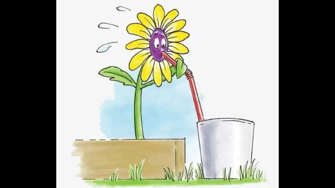 рисование экспериментирование солнечный цвет. как пьют растения. полив цветника. цветы в вазе. вода для полива растений.