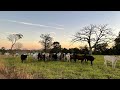 Fazenda a venda no Tocantins a 12 km do centro de Paraíso do Tocantins#Pecuaria