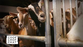 Who Knew Goats Could Create Such Delicious Cheese?! | Eat The Week screenshot 5