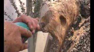 Bonsai sensei Kevin Willson works dead wood -02.avi