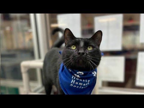 KPRC 2 Pet