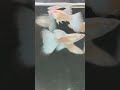 beautiful guppy fish #guppy