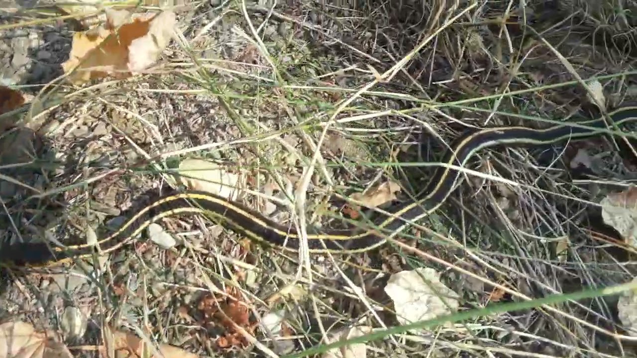 Adult Common Garter Snake Washington State YouTube