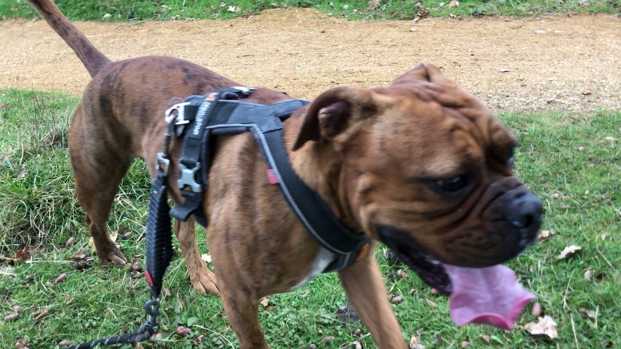 Delboy the Leavitt Bulldog exercising 2