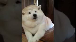 【柴犬】モフモフな大吉くん