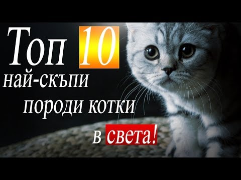 Топ 10 котки | Най-скъпите породи