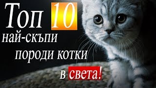 Топ 10 котки | Най-скъпите породи