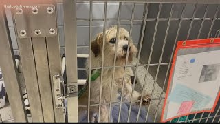 Jacksonville Humane Society completely full, free adoptions offered this weekend