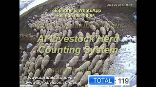 Kahya Livestock AI Counting System #sheep #cow #goat #livestock #cattle #ai #artificialintelligence