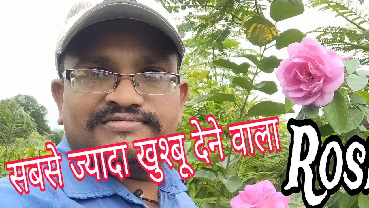 Gulabi Gulab || Desi Pink Rose 🌹|| Pink Desi Rose || દેસી ગુલાબી ગુલાબ ||
