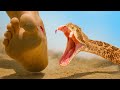 BITTEN By Venomous Rattlesnake Trying To Survive