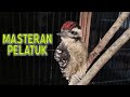 Masteran Burung Pelatuk Guru Ngekek Panjang Mp3 - Mp4 Download