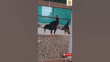 💛How I Started Hen Farming on My Terrace|Small Start, Big Dream#TerraceFarming#FarmVlog #RealStories