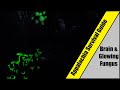 Brain &amp; Glowing Fungus! - Appalachia Survival Guide - Fallout 76