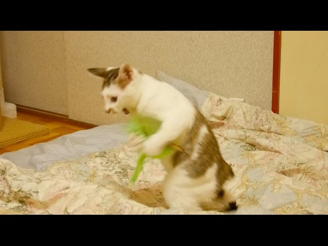 一人遊びが上手な子猫