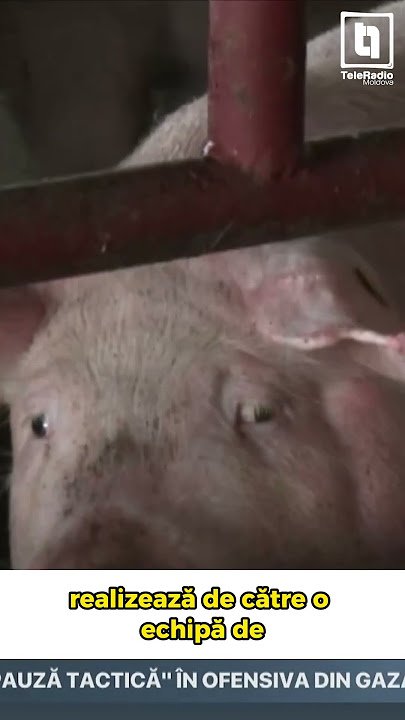 Două focare de pestă porcină africană, înregistrate în nordul țării