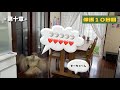 保護雀【11】呼ぶと飛んで来る可愛い子雀（2025年8月1日）
