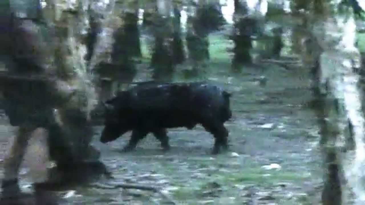 Feral Pig hunt Australia 2012 YouTube
