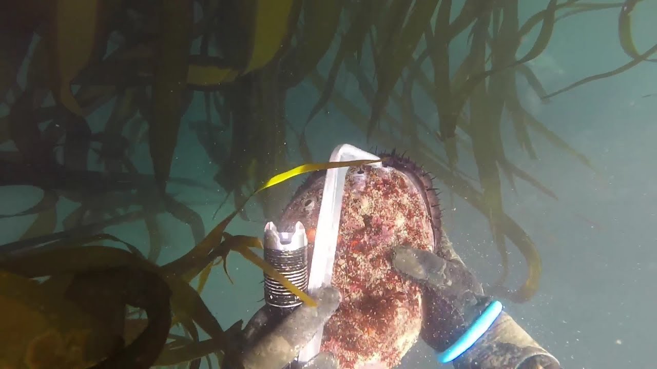 Abalone Diving at Mendocino, California 02, Sep 2017 YouTube