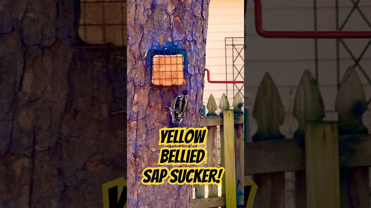 Yellow Bellied Sap Sucker! #birds #wildlife #nature