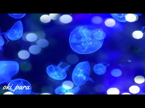 沖縄】クラゲと癒やしの3時間 美ら海水族館 水槽 Churaumi