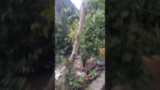 Cây Da Nhật Như Cây Cổ Thụ