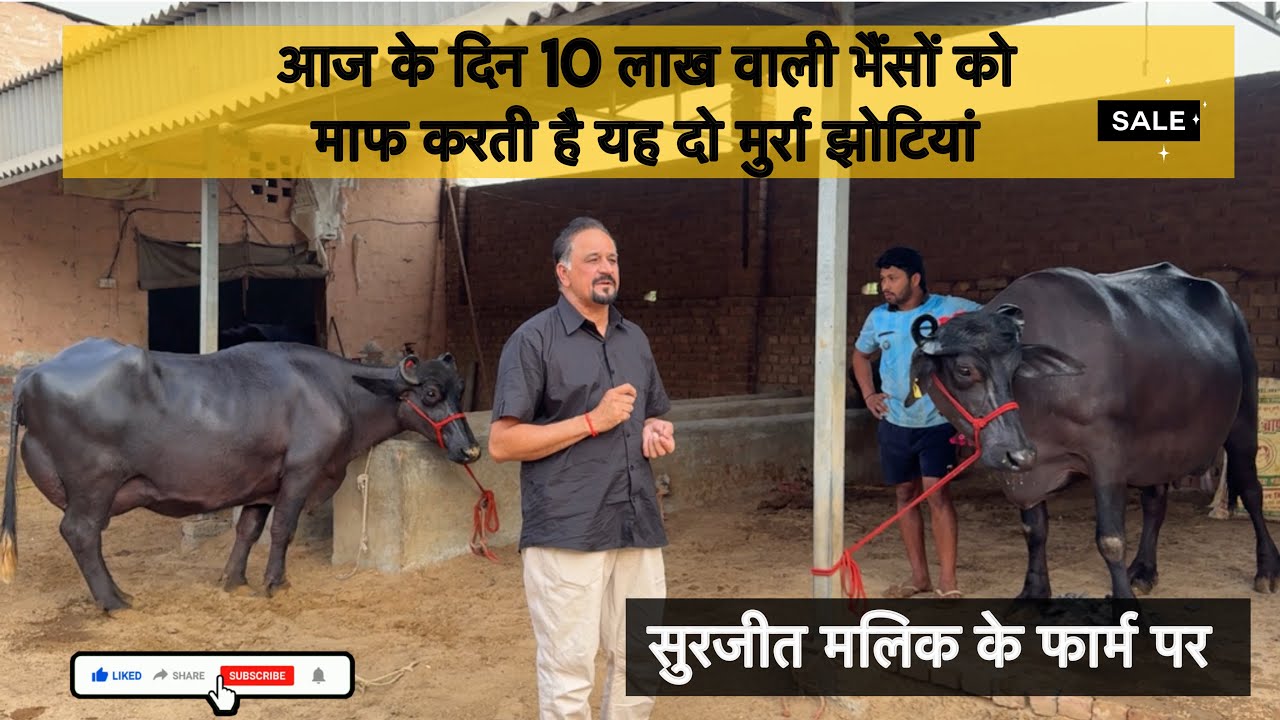 आज के दिन 10 लाख वाली भैंसों को माफ करती है यह दो झोटियां | special sale video | MMLG🐃