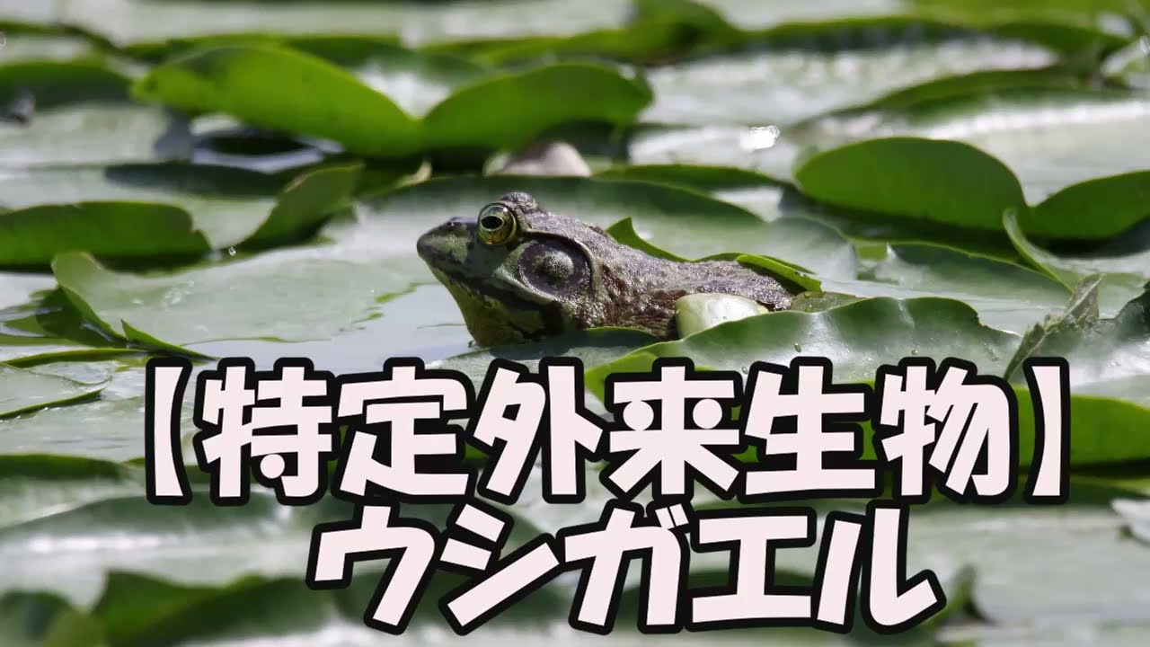 ウシガエル - YouTube